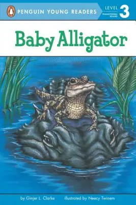 Caimán bebé - Baby Alligator