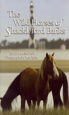 Los caballos salvajes de Shackleford Banks - Wild Horses of Shackleford Banks