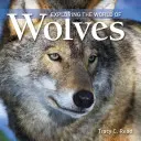 Explorando el mundo de los lobos - Exploring the World of Wolves