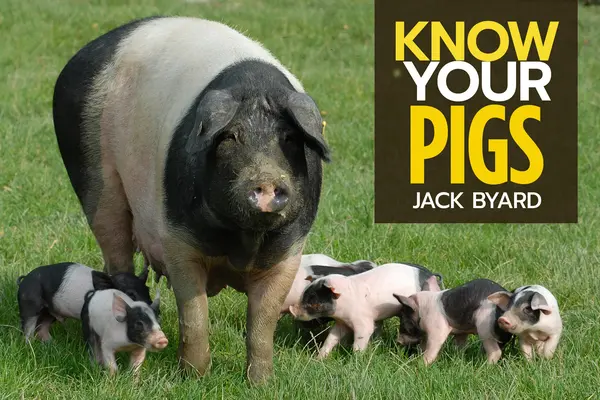 Conozca a sus cerdos - Know Your Pigs