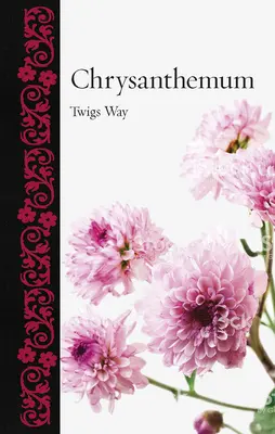 Crisantemo - Chrysanthemum