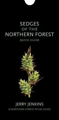 Juncos de los bosques septentrionales: Guía rápida - Sedges of the Northern Forest: Quick Guide