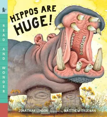 Los hipopótamos son enormes - Hippos Are Huge!