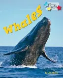 Ballenas - Whales