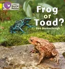 ¿Sapo o rana? - Frog or Toad?