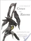 En compañía de cuervos y cuervos - In the Company of Crows and Ravens