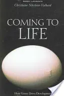 Cobrando vida: cómo los genes impulsan el desarrollo - Coming to Life: How Genes Drive Development