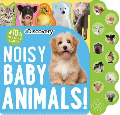 Descubrimiento: Bebés ruidosos - Discovery: Noisy Baby Animals!