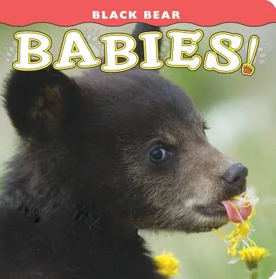 ¡Bebés Oso Negro! - Black Bear Babies!