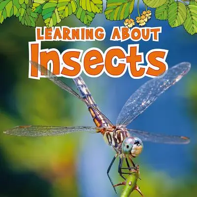 Aprender sobre los insectos - Learning about Insects