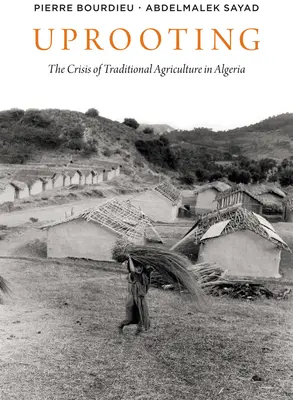 El desarraigo: La crisis de la agricultura tradicional en Argelia - Uprooting: The Crisis of Traditional Algriculture in Algeria