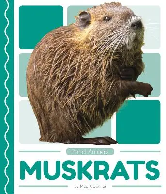 Ratas almizcleras - Muskrats