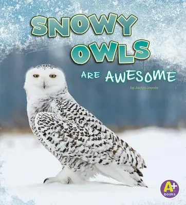 Los Búhos Nevados Son Impresionantes - Snowy Owls Are Awesome