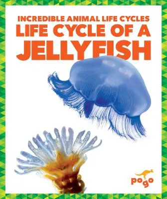 Ciclo de vida de una medusa - Life Cycle of a Jellyfish