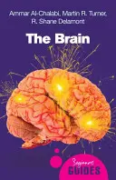 El cerebro - The Brain