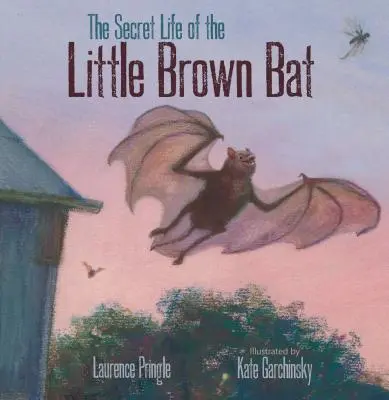 La vida secreta del murciélago marrón - The Secret Life of the Little Brown Bat