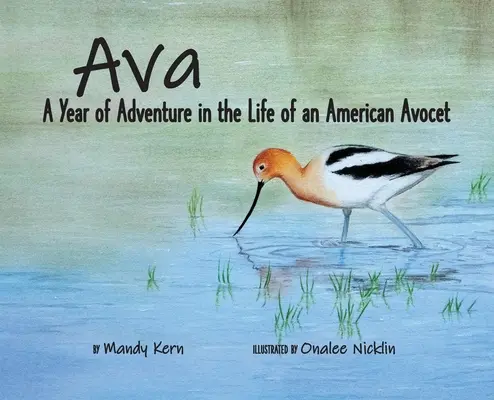 Ava: Un año de aventuras en la vida de una avoceta americana - Ava: A Year of Adventure in the Life of an American Avocet