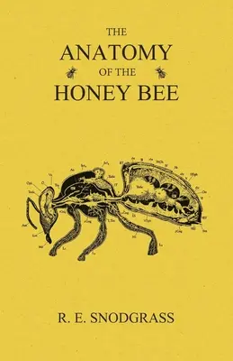 La anatomía de la abeja de la miel - The Anatomy of the Honey Bee