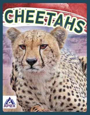 Guepardos - Cheetahs