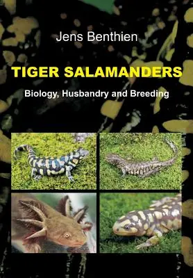 Salamandras tigre - Tiger Salamanders