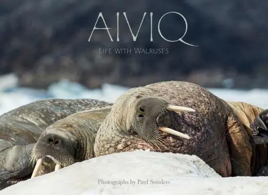 Aiviq: La vida con las morsas - Aiviq: Life with Walruses