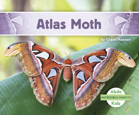 Polilla del Atlas - Atlas Moth