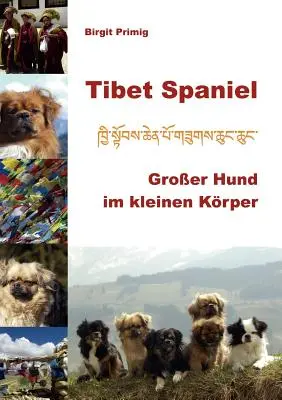 Tibet Spaniel: Groer Hund im kleinen Krper