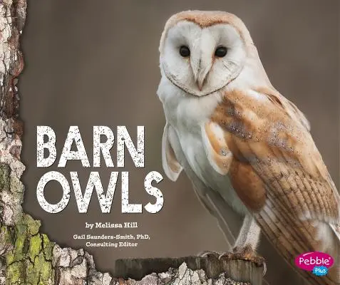 Lechuzas - Barn Owls