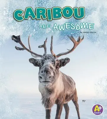 Caribúes Son Impresionantes - Caribou Are Awesome