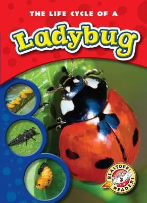 El ciclo vital de una mariquita - The Life Cycle of a Ladybug