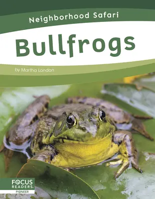 Ranas toro - Bullfrogs