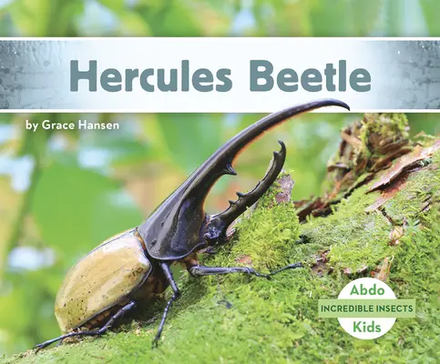 Escarabajo Hércules - Hercules Beetle