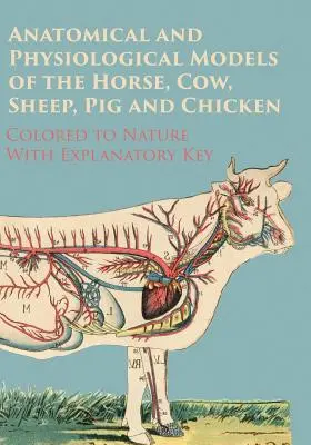 Modelos Anatómicos y Fisiológicos del Caballo, la Vaca, la Oveja, el Cerdo y el Pollo - Coloreados al Natural - Con Clave Explicativa - Anatomical and Physiological Models of the Horse, Cow, Sheep, Pig and Chicken - Colored to Nature - With Explanatory Key