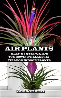 Planta de Aire: Guía paso a paso para cultivar Tillandsia + Consejos para plantas de interior - Air Plant: Step by Step Guide to Growing Tillandsia + Tips for Indoor Plants