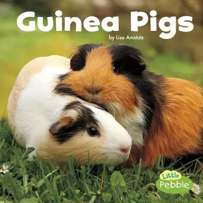 Conejillos de Indias - Guinea Pigs