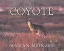 Coyote