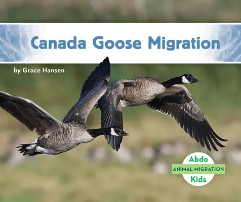 Migración del ganso canadiense - Canada Goose Migration