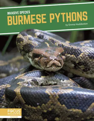 Pitones birmanas - Burmese Pythons