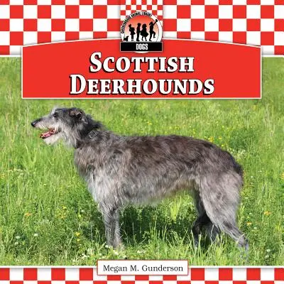 Lebreles escoceses - Scottish Deerhounds