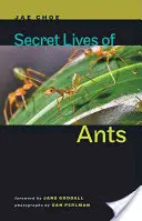 La vida secreta de las hormigas - Secret Lives of Ants