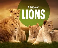 Manada de leones - Pride of Lions