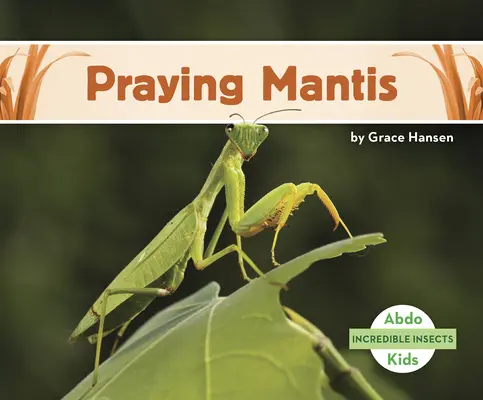 Mantis religiosa - Praying Mantis