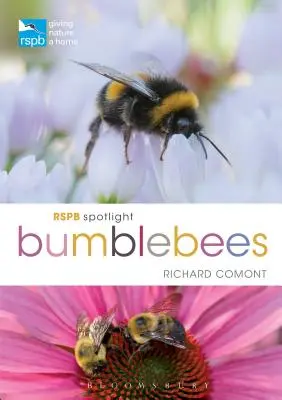 Los abejorros en el punto de mira de la RSPB - RSPB Spotlight Bumblebees