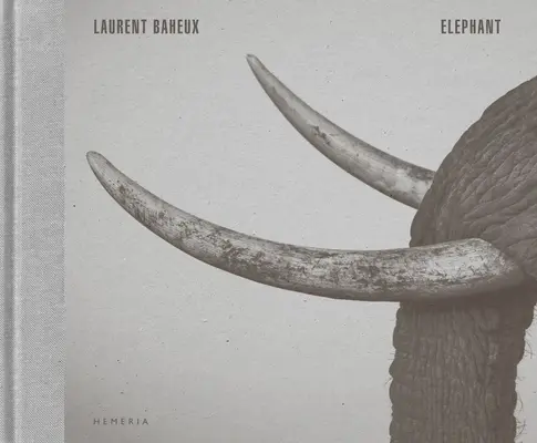 Elefante - Elephant