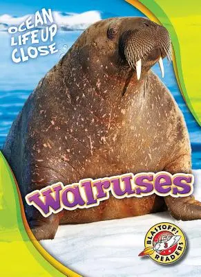 Morsas - Walruses