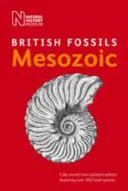 Fósiles mesozoicos británicos - British Mesozoic Fossils