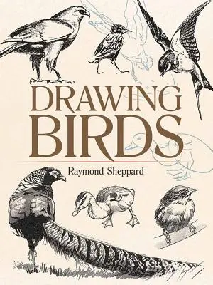 Dibujar aves - Drawing Birds