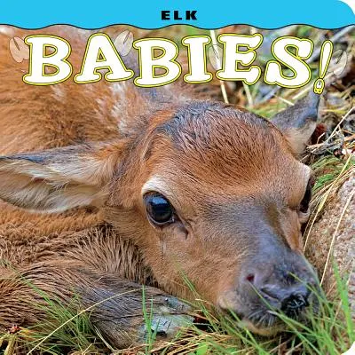 ¡Bebés alces! - Elk Babies!