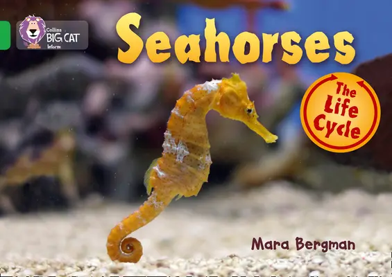 Caballitos de mar - Seahorses