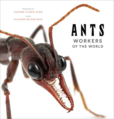 Las hormigas: Obreras del mundo - Ants: Workers of the World